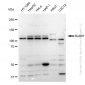 KD-Validated Anti-BubR1 Rabbit Monoclonal Antibody